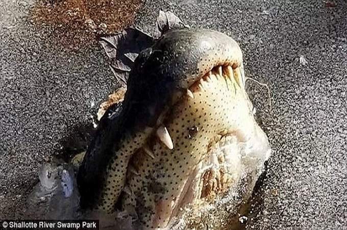 Alligators Survive Freezing Temperatures